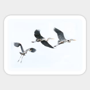 Flight of Great Blue Herons Sticker